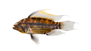 Apistogramma cacatuoides