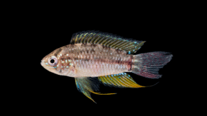 Apistogramma pucallpaensis