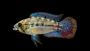 Apistogramma pucallpaensis