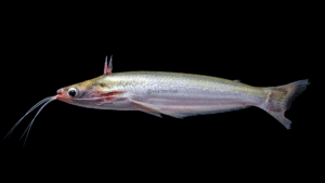 Auchenipterus ambyiacus
