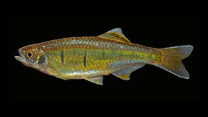 Barilus koratensis