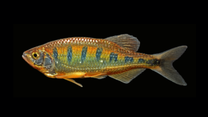 Barilus signicaudus