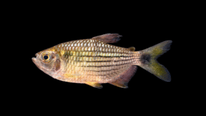Bario steindachneri