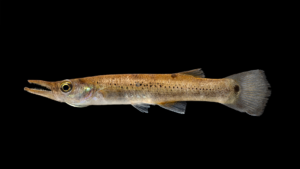 Pike Topminnow - Belonesox belizanus