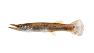 Pike Topminnow - Belonesox belizanus