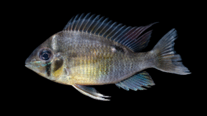 Biotodoma cupido