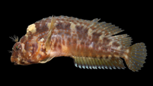 Crested Blenny - Hypleurochilus geminatus