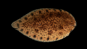 Harmand's Sole-Brachiurus harmandi_