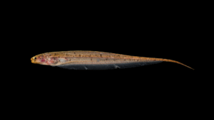 Brachyhypopomus beebei