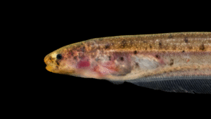 Brachyhypopomus beebei