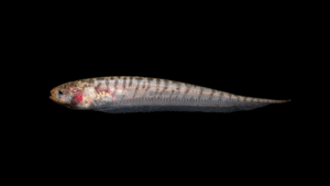 Brachyhypopomus brevirostris