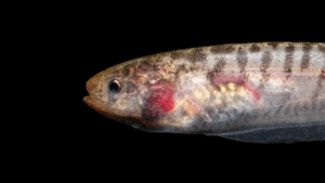 Brachyhypopomus brevirostris