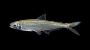 Bryconops melanurus