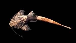 Bunocephalus coracoideus