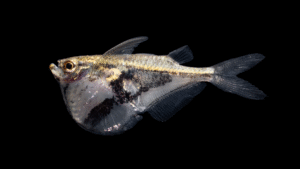 Carnegiella strigata