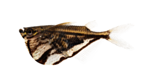 Carnegiella strigata