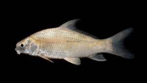 River Carpsucker - Carpiodes carpio