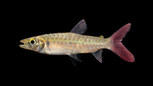 Chalceus erythrurus