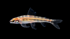 Characidium etheostoma