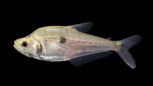 Charax tectifer