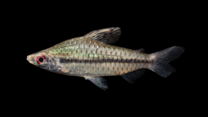 Chilodus punctatus