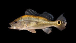Cichla monoculus