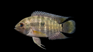 Cichlasoma amazonarum