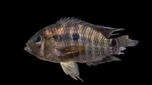 Cichlasoma bimaculatum