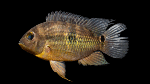 Cichlasoma sp