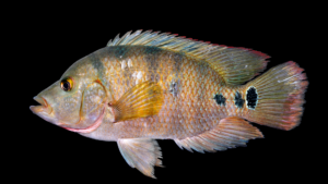 Mayan Cichlid - Cichlasoma urophthalmus