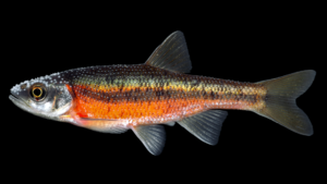 Rosyside Dace - Clinostomus funduloides