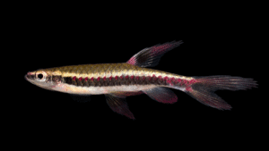 Copella nattereri