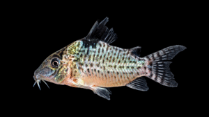 Corydoras agassizii