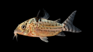 Corydoras agassizii