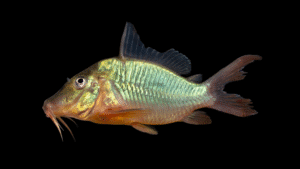 Corydoras multiradiatus