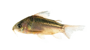 Corydoras sp