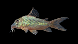 Corydoras sp 'Pucallpa'