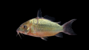 Corydoras splendens