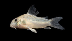 Corydoras sychri