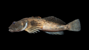 Slimy Sculpin - Cottus cognatus