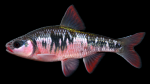 Crescent Shiner - Luxilus cerasinus
