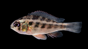 Crenicara punctulata