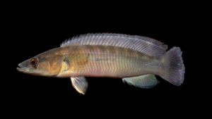 Lugubria johanna