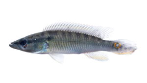 Lugubria johanna