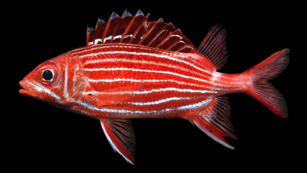 Crown Squirrelfish - Sargocentron diadema