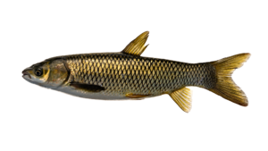 Grass Carp - Ctenopharyngodon idella
