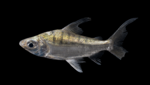 Curimata vittata