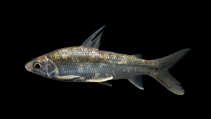 Curimatella meyeri