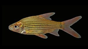 Cyclocheilichthys species