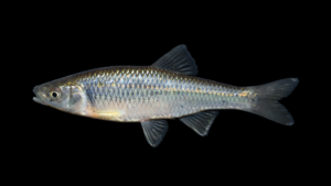 Spotfin Shiner - Cyprinella spiloptera